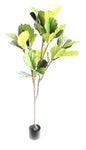 Piano Plant