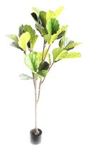 Piano Plant